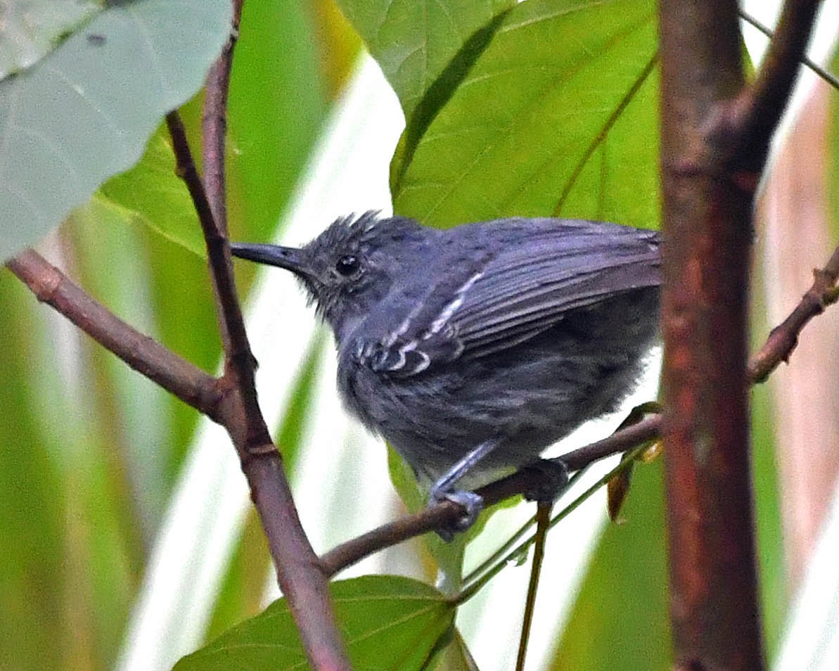 Ihering's Antwren (Bamboo) - ML431874881