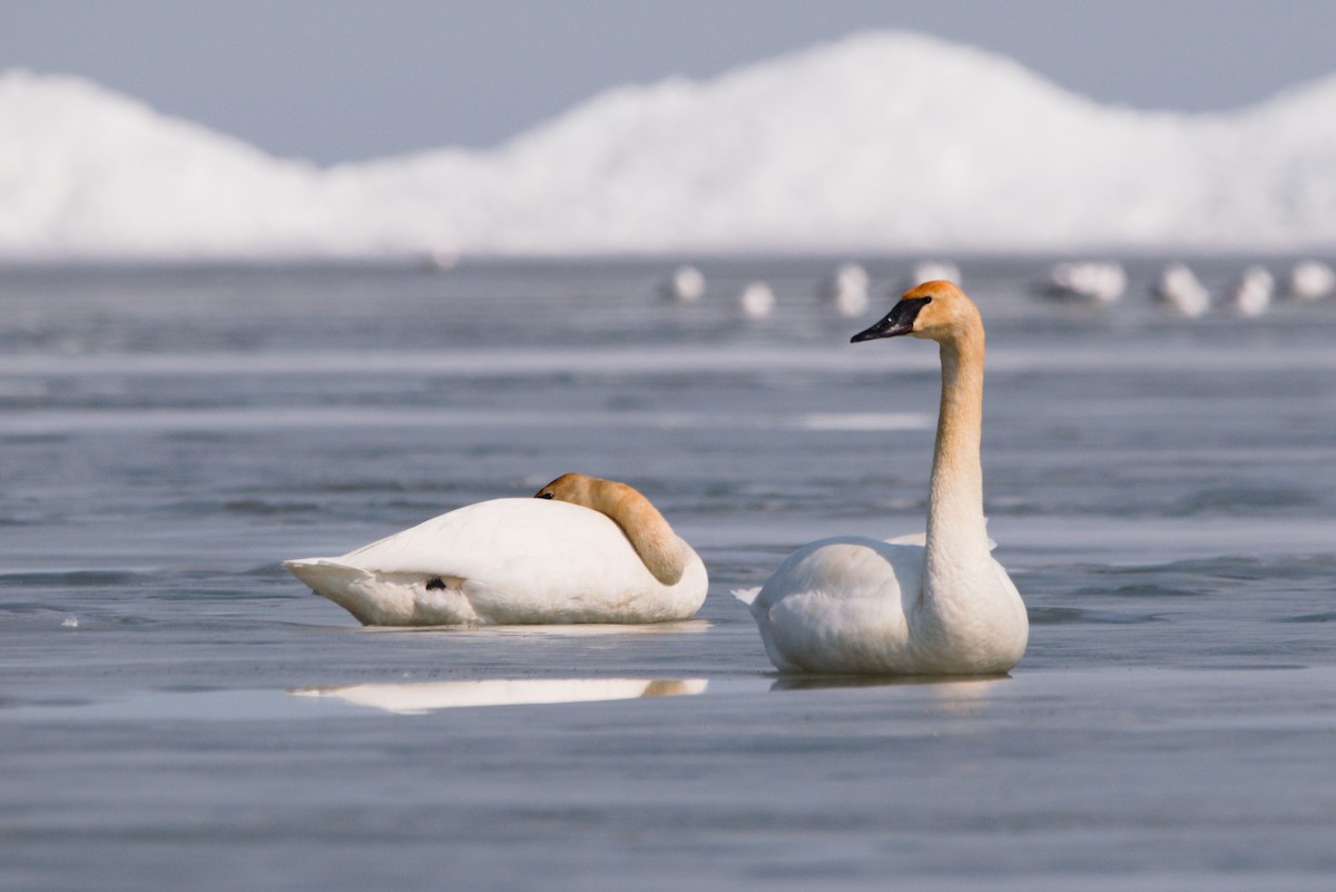 Trompeterschwan - ML431875451