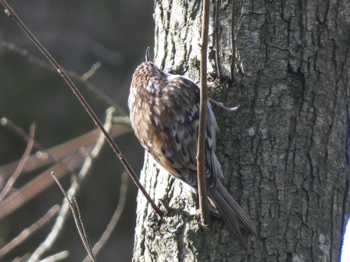 Eurasian Treecreeper - James Court