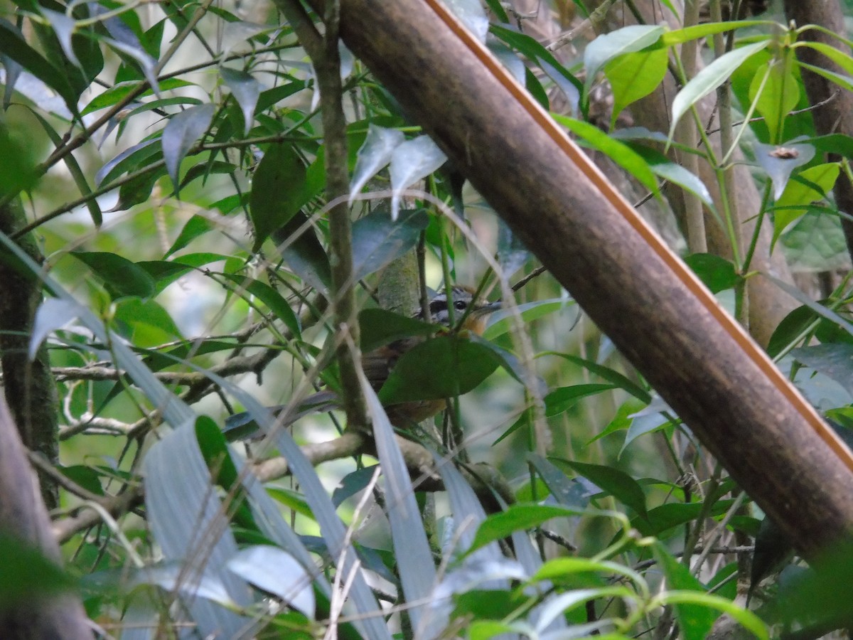 Bertoni's Antbird - ML431876511