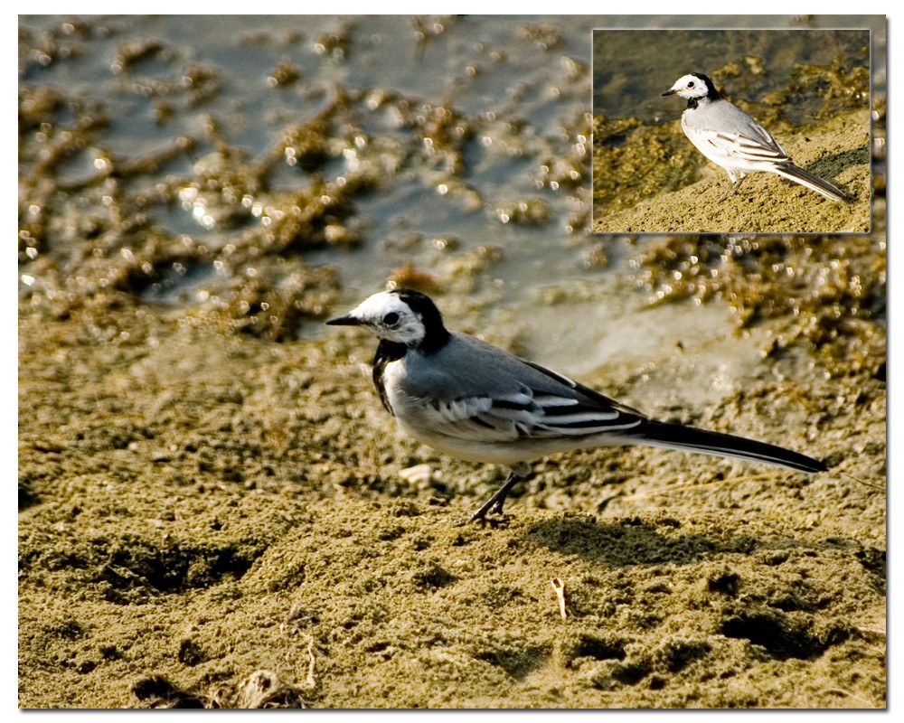 White Wagtail - ML431877311