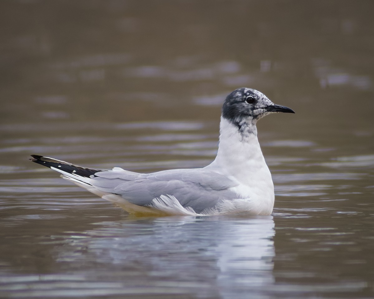 Mouette de Bonaparte - ML431879391