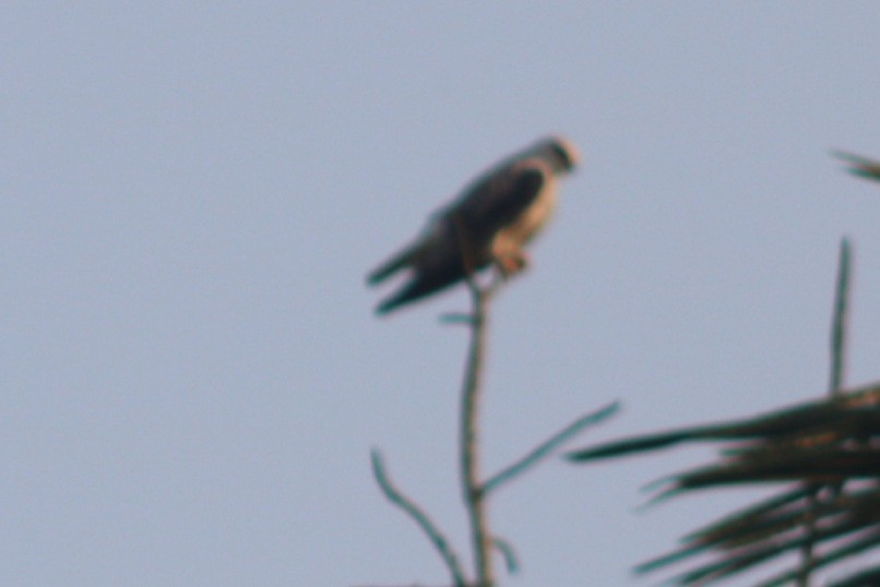 Black-winged Kite - ML431882181