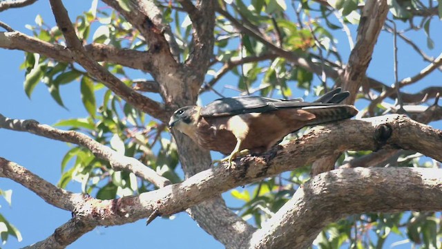 Australian Hobby - ML431883521