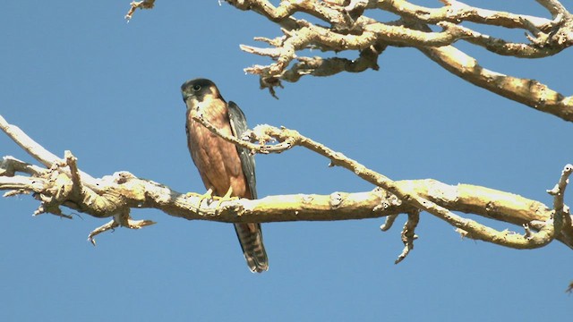 Australian Hobby - ML431883671