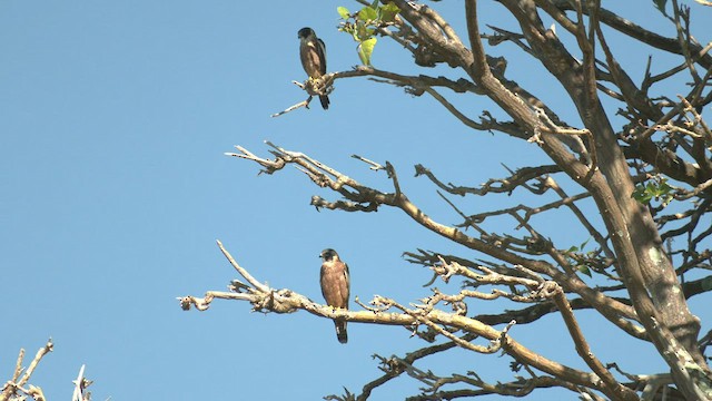 Australian Hobby - ML431883721