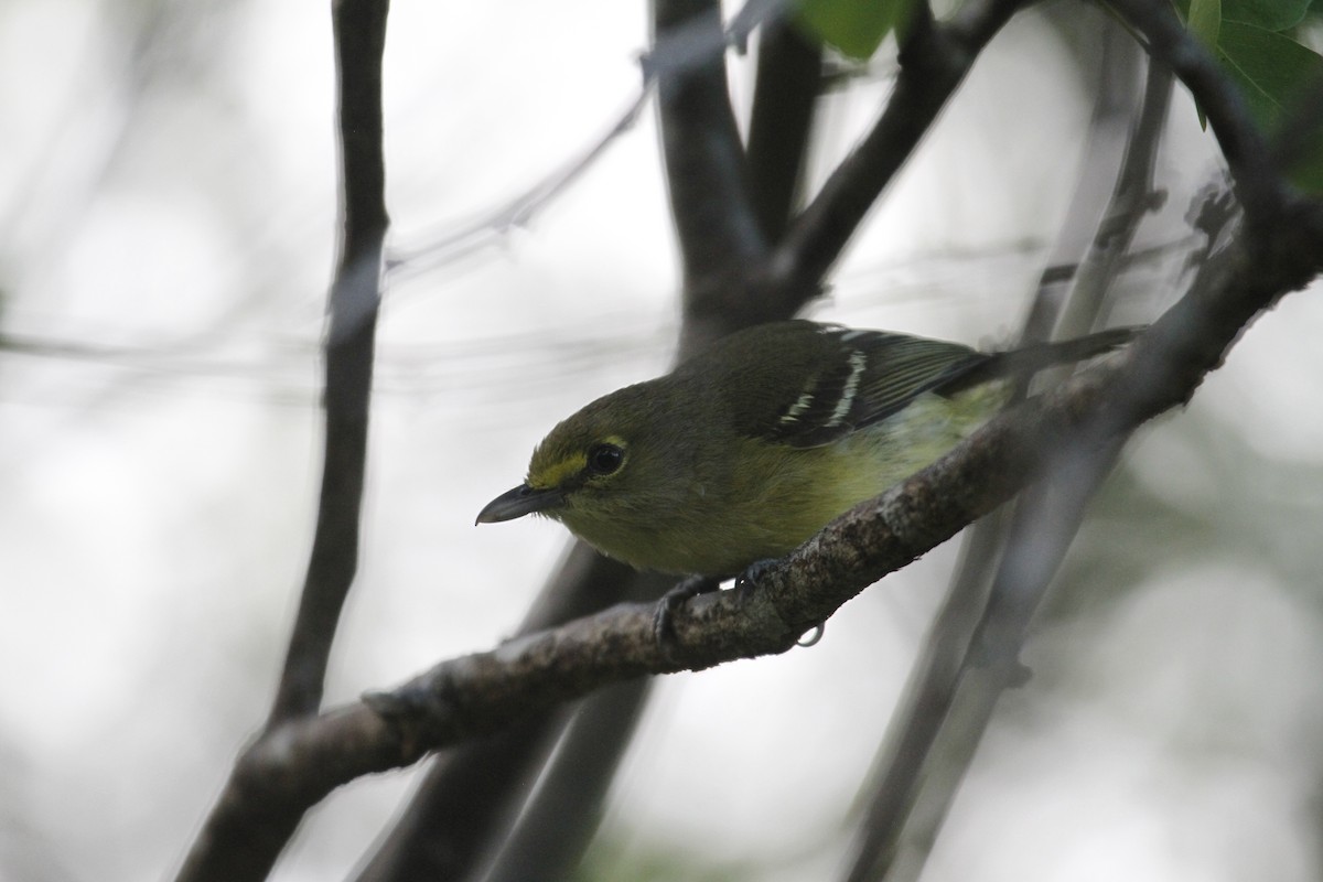 Thick-billed Vireo - ML431884441