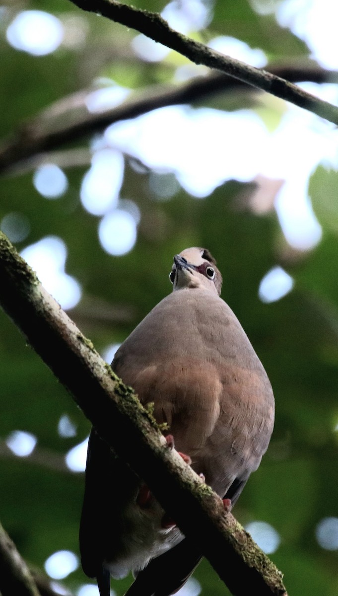 Gray-chested Dove - ML431885101