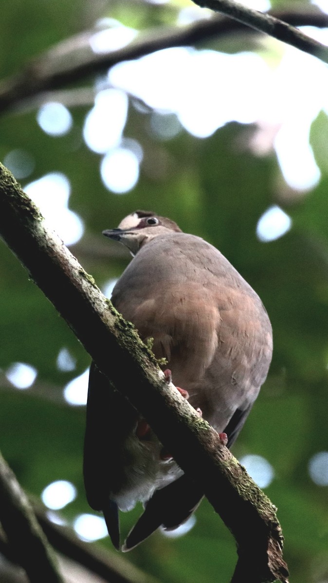 Gray-chested Dove - ML431885111