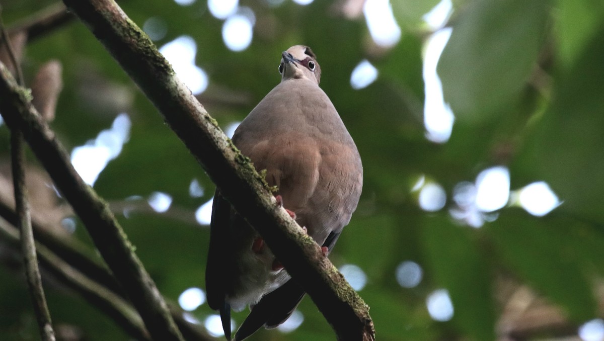 Gray-chested Dove - ML431885121
