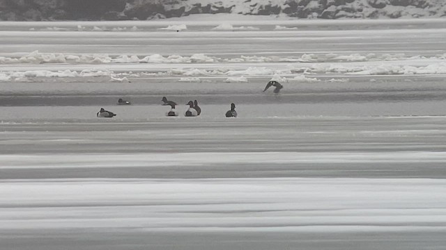 Canvasback - ML431886001