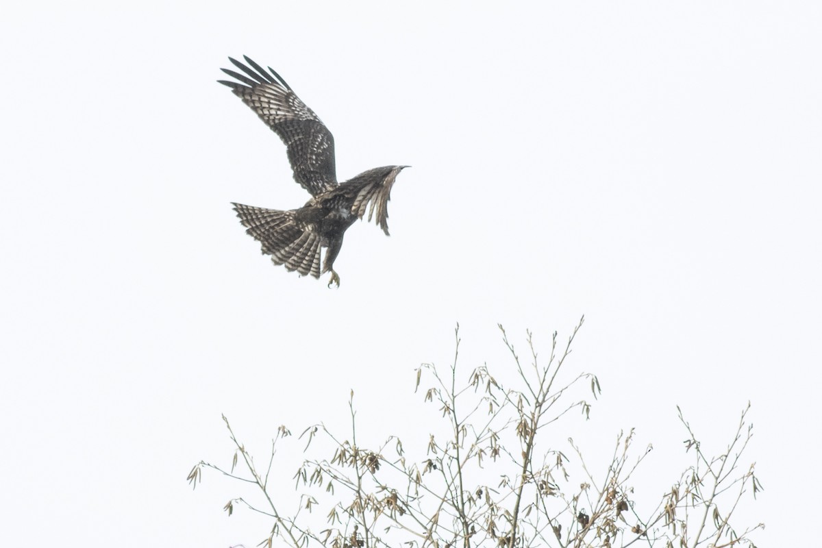 Red-tailed Hawk - ML43188761