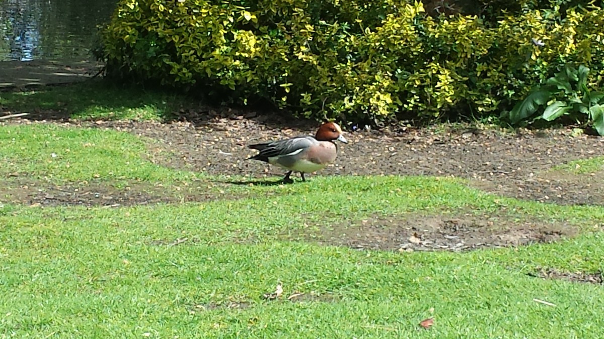 Eurasian Wigeon - ML431887711