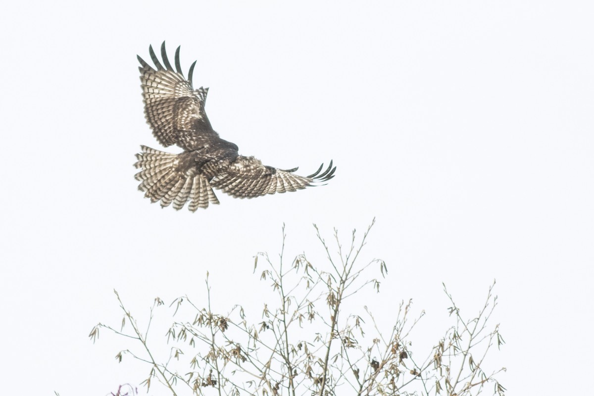 Red-tailed Hawk - Thomas Barbin