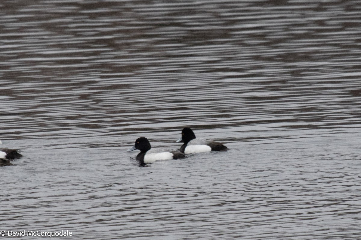 Greater Scaup - ML431891841