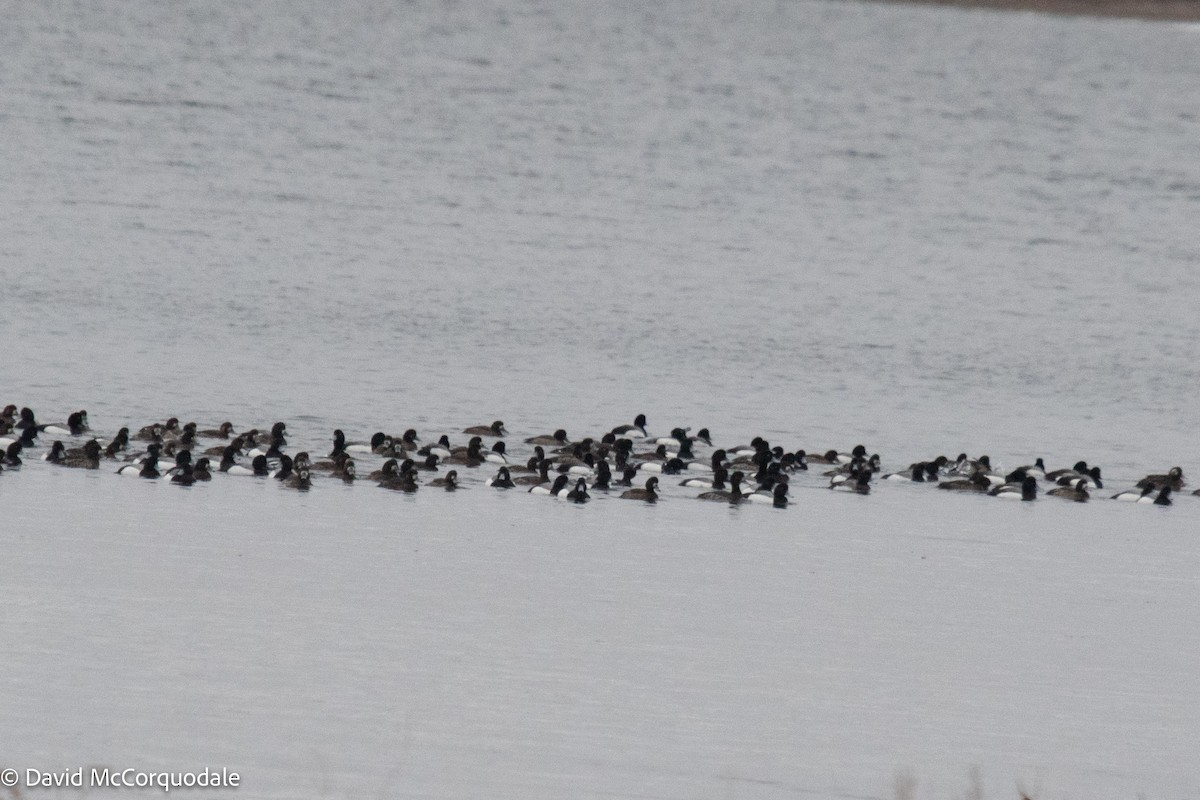 Greater Scaup - ML431891861