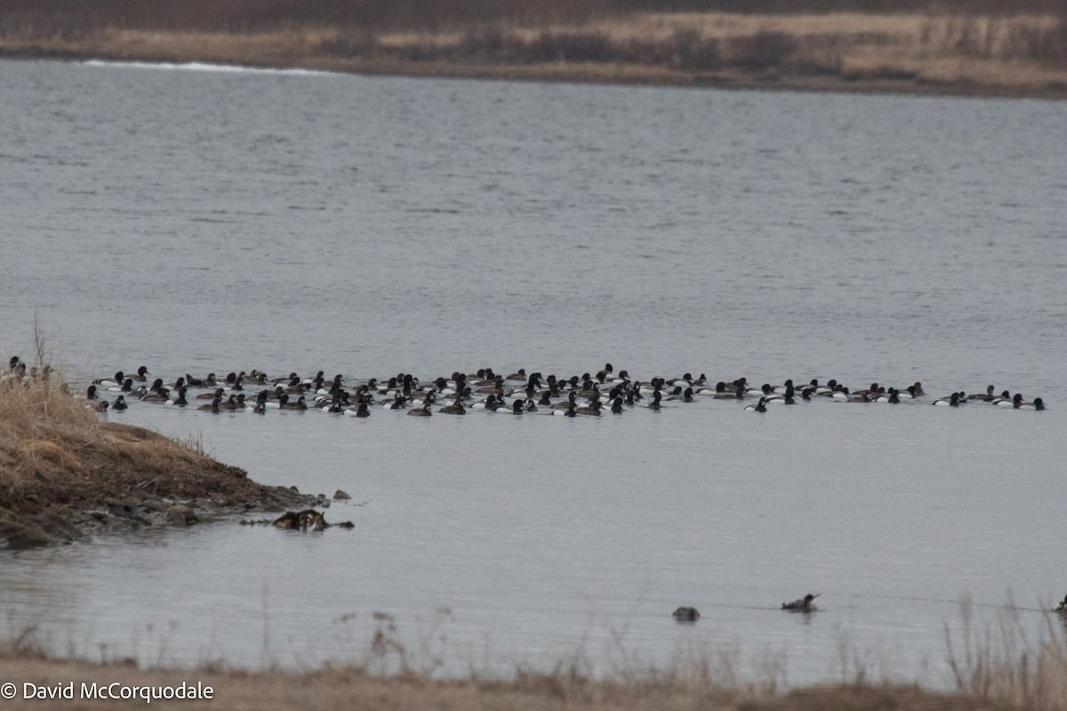 Greater Scaup - ML431891881