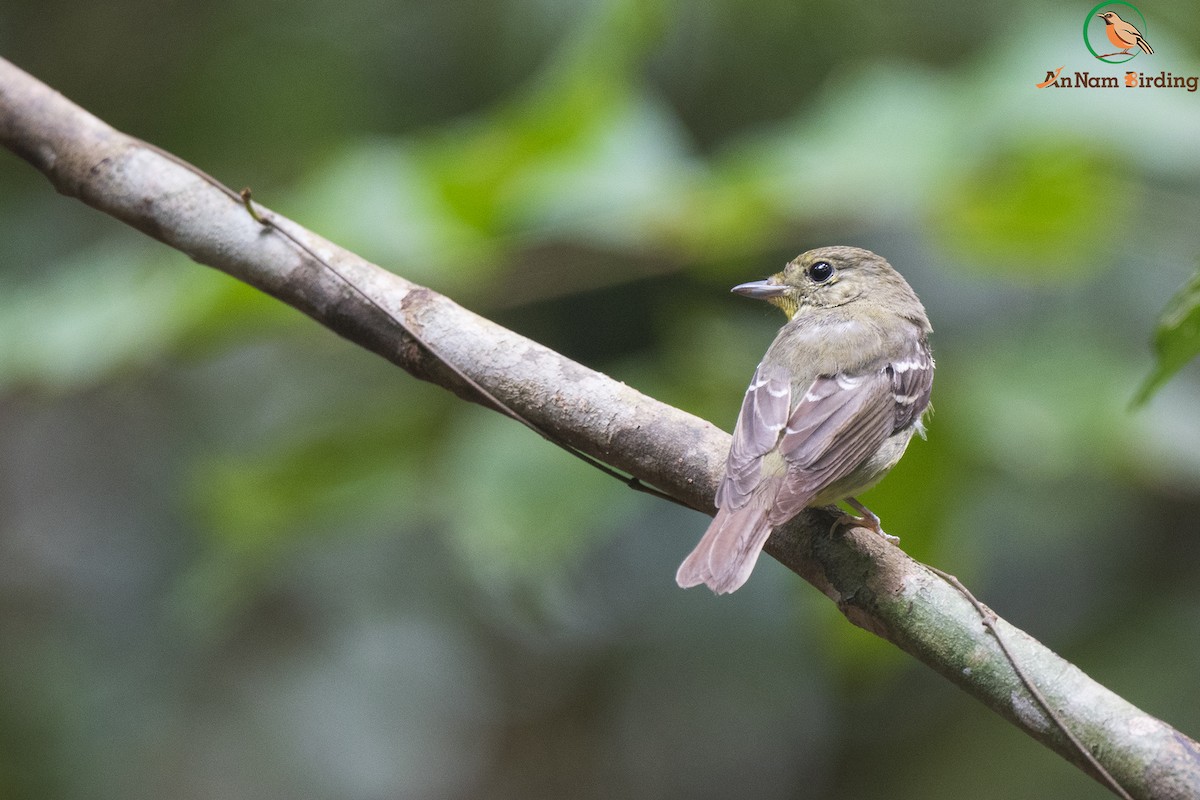 Green-backed Flycatcher - ML431892721