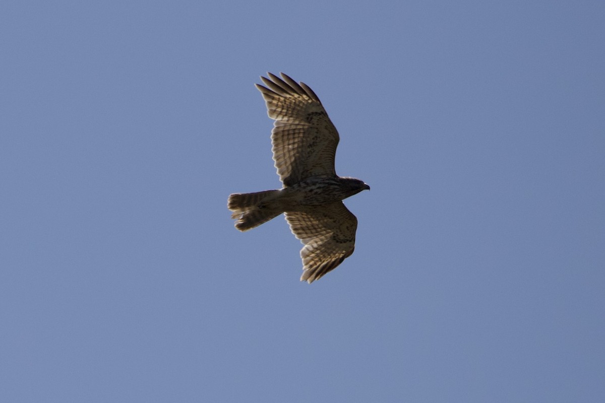 Red-tailed Hawk - ML431894681