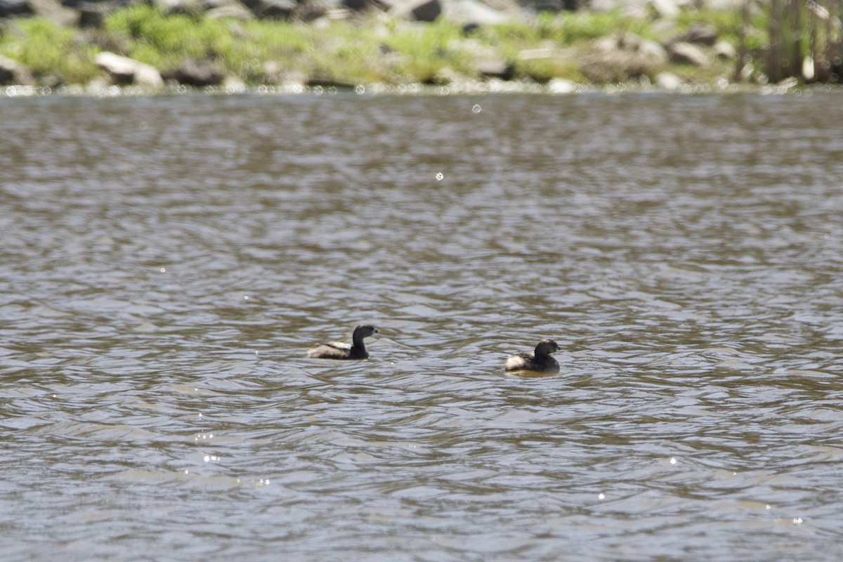 Pied-billed Grebe - ML431896191