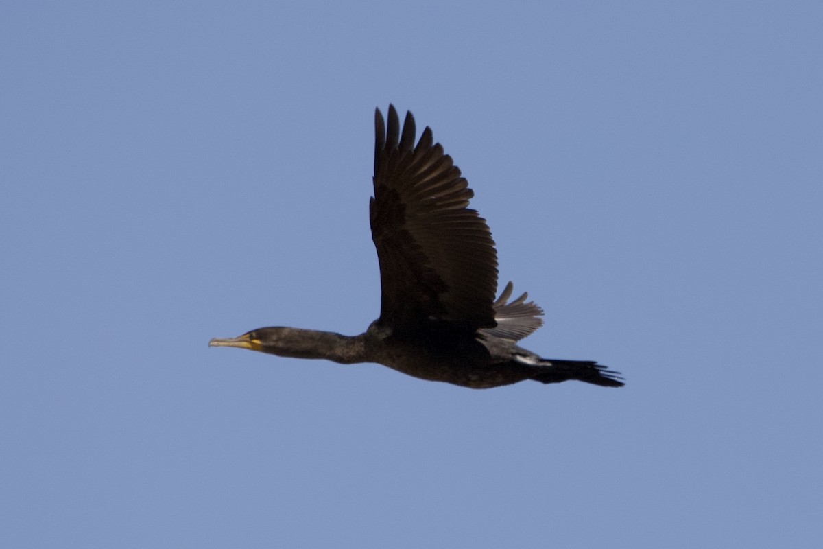 Cormoran à aigrettes - ML431896301