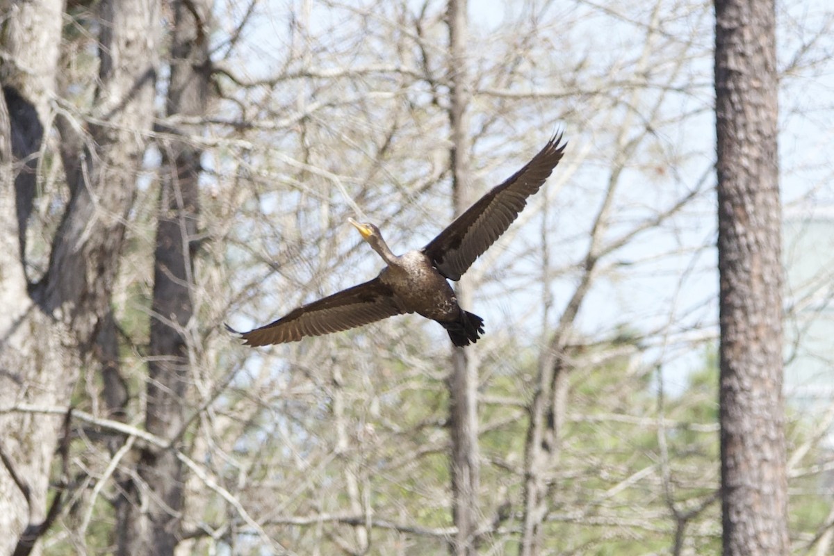 Double-crested Cormorant - ML431896311