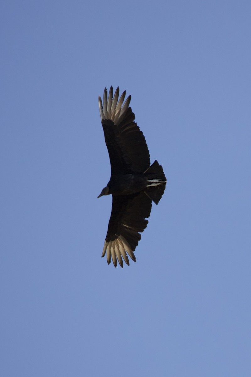 Black Vulture - ML431896401