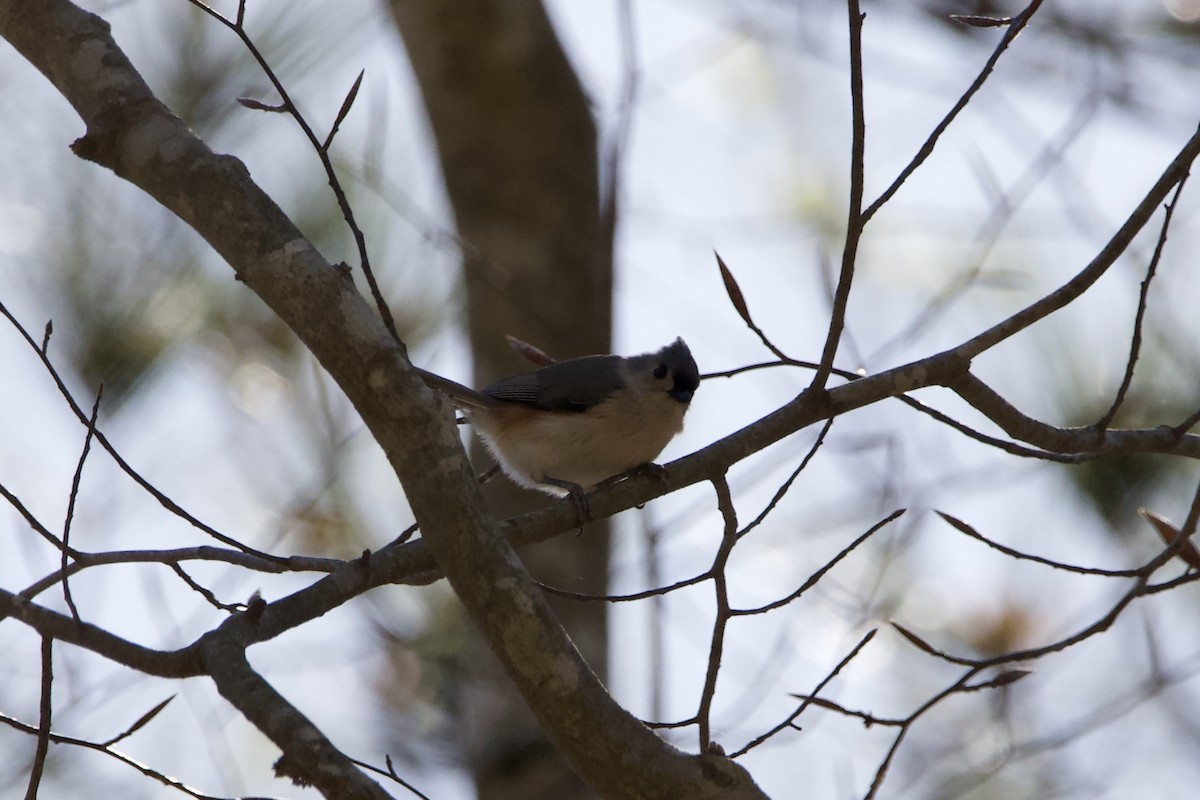 Tufted Titmouse - ML431896941