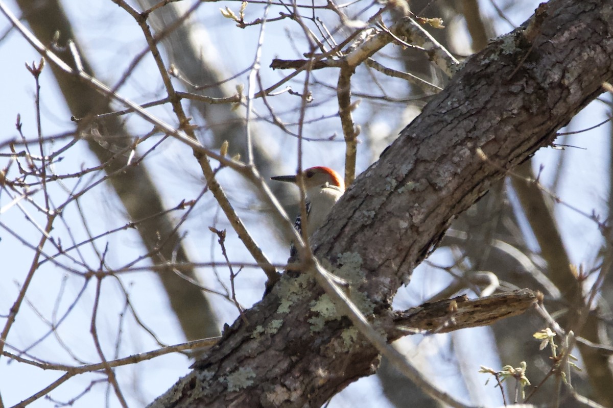 Red-bellied Woodpecker - ML431897001