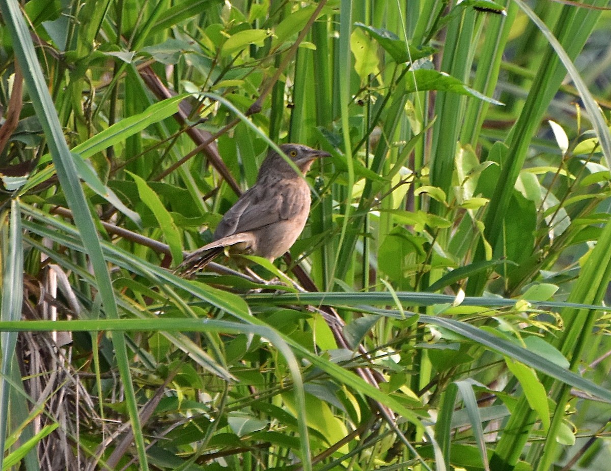 Striated Babbler - ML431897361