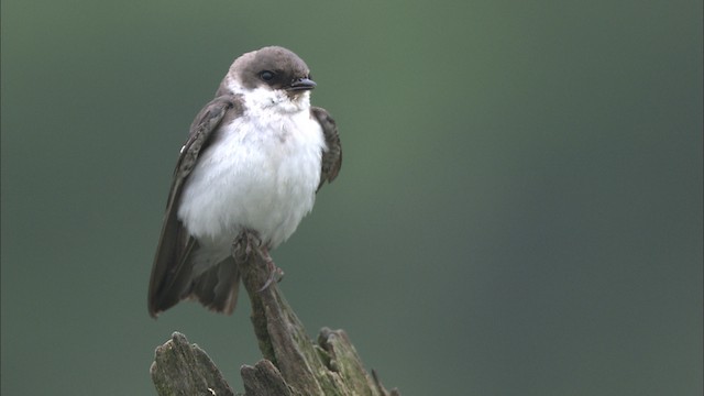Tree Swallow - ML431898