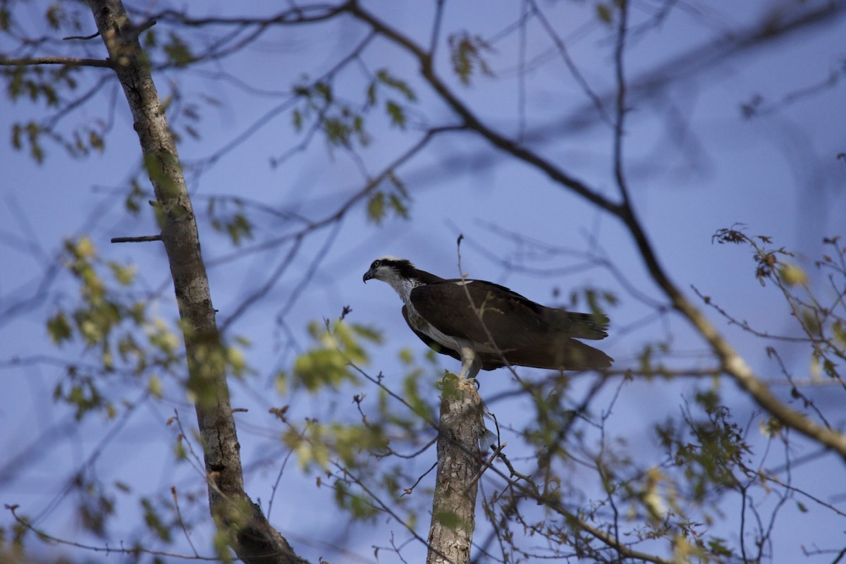 Osprey - ML431898071