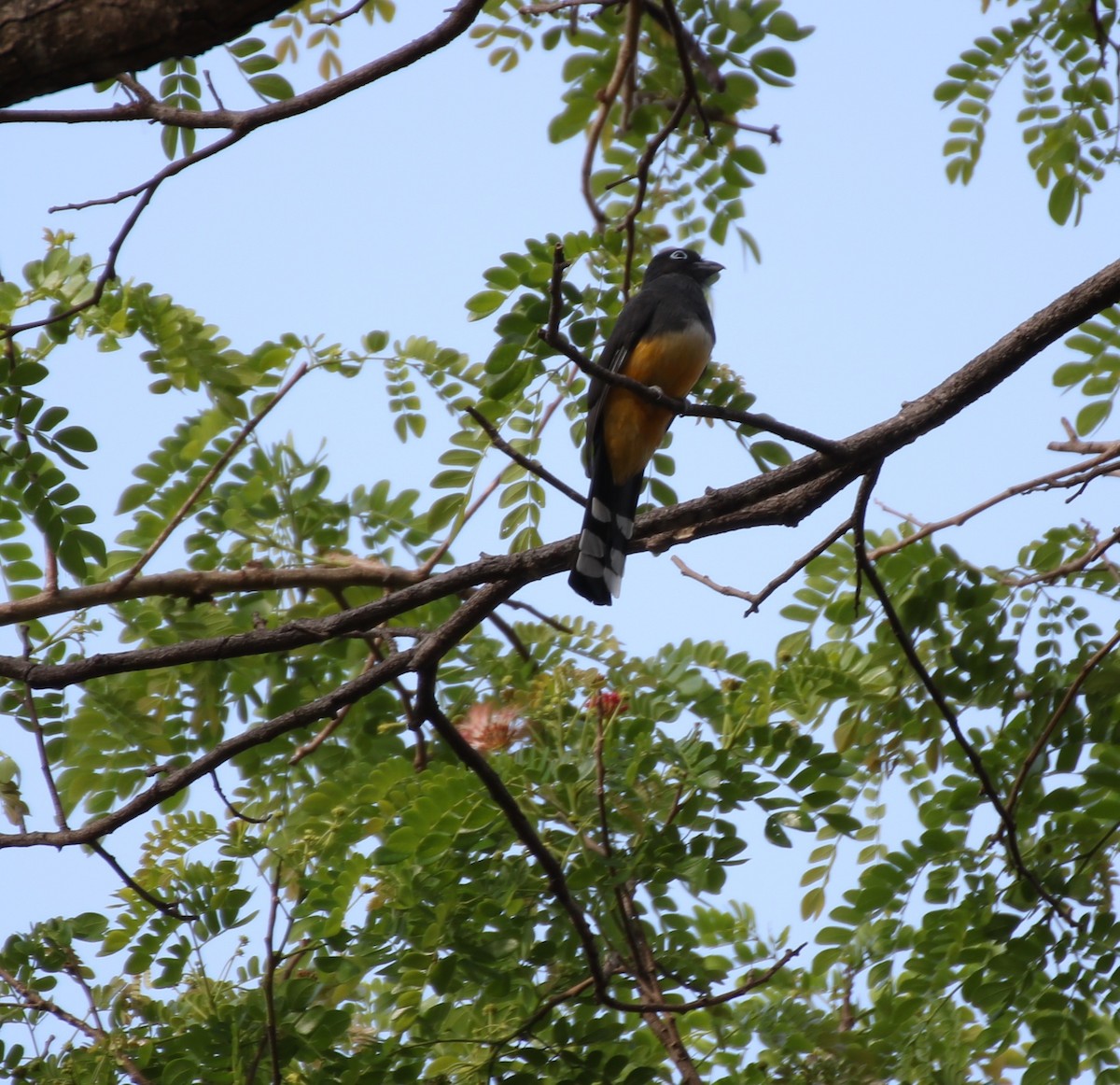 Black-headed Trogon - ML431898771