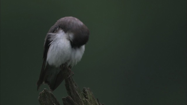 Tree Swallow - ML431899