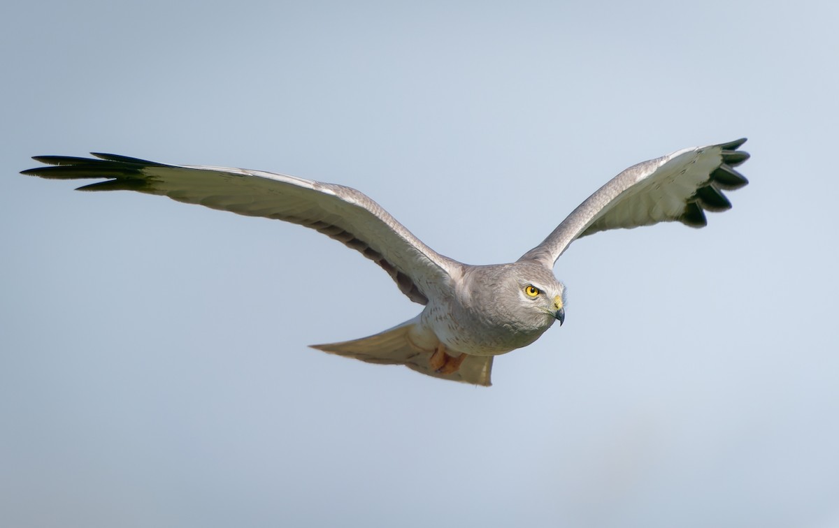 Northern Harrier - ML431899501