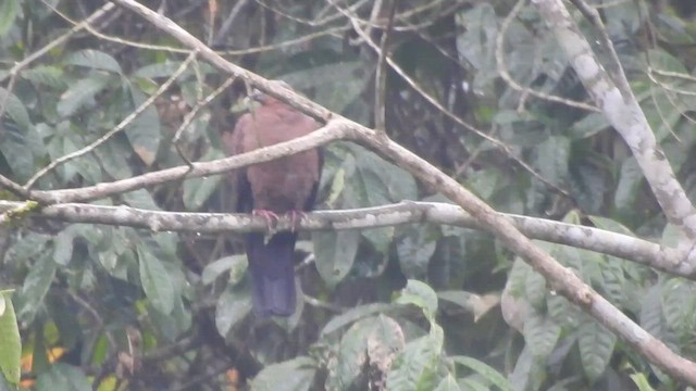 Pigeon marron - ML431899631