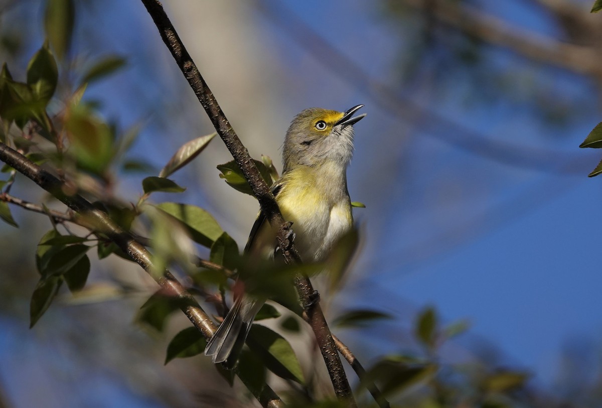 White-eyed Vireo - ML431900501