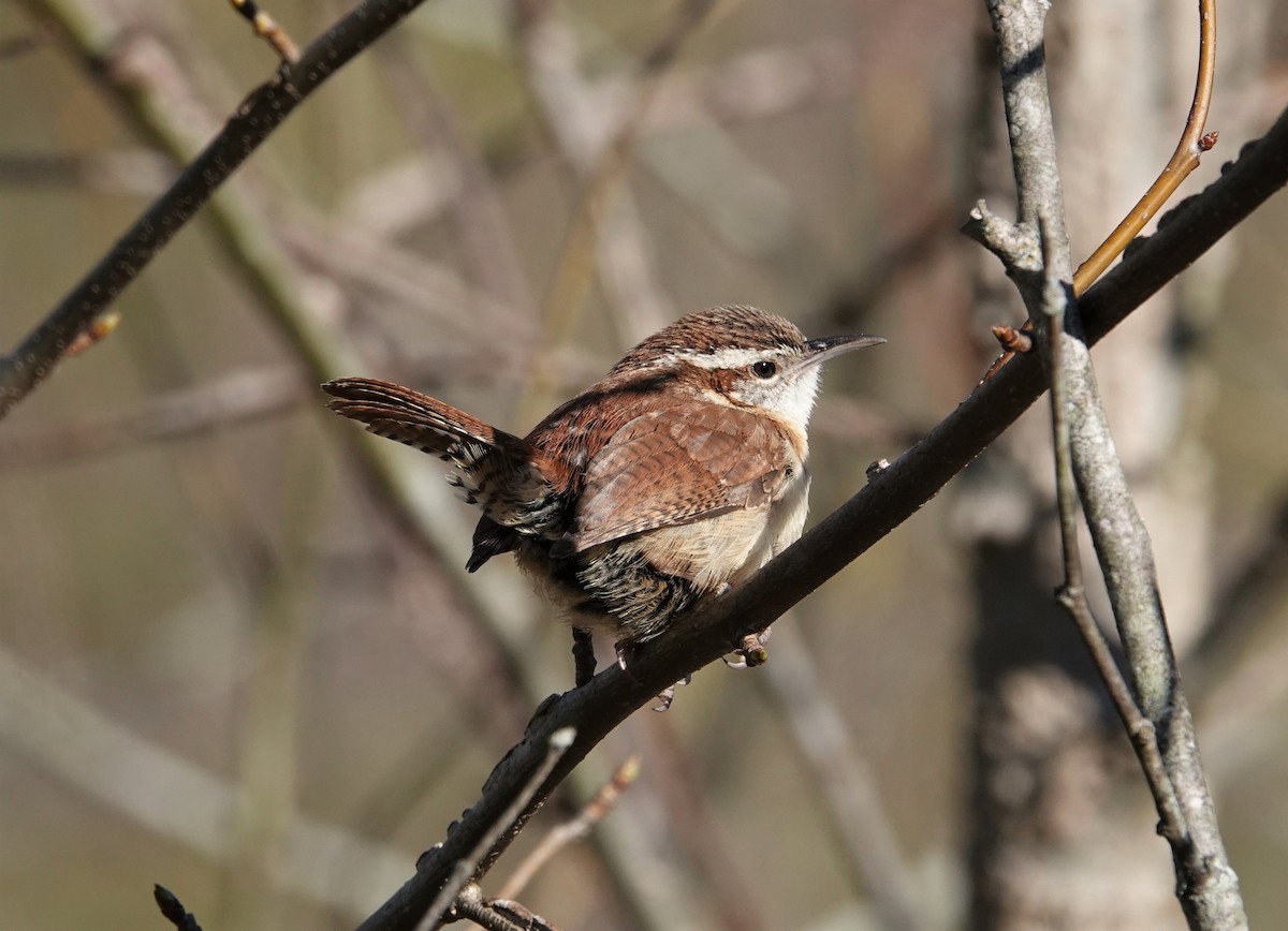 Carolina Wren - ML431900601