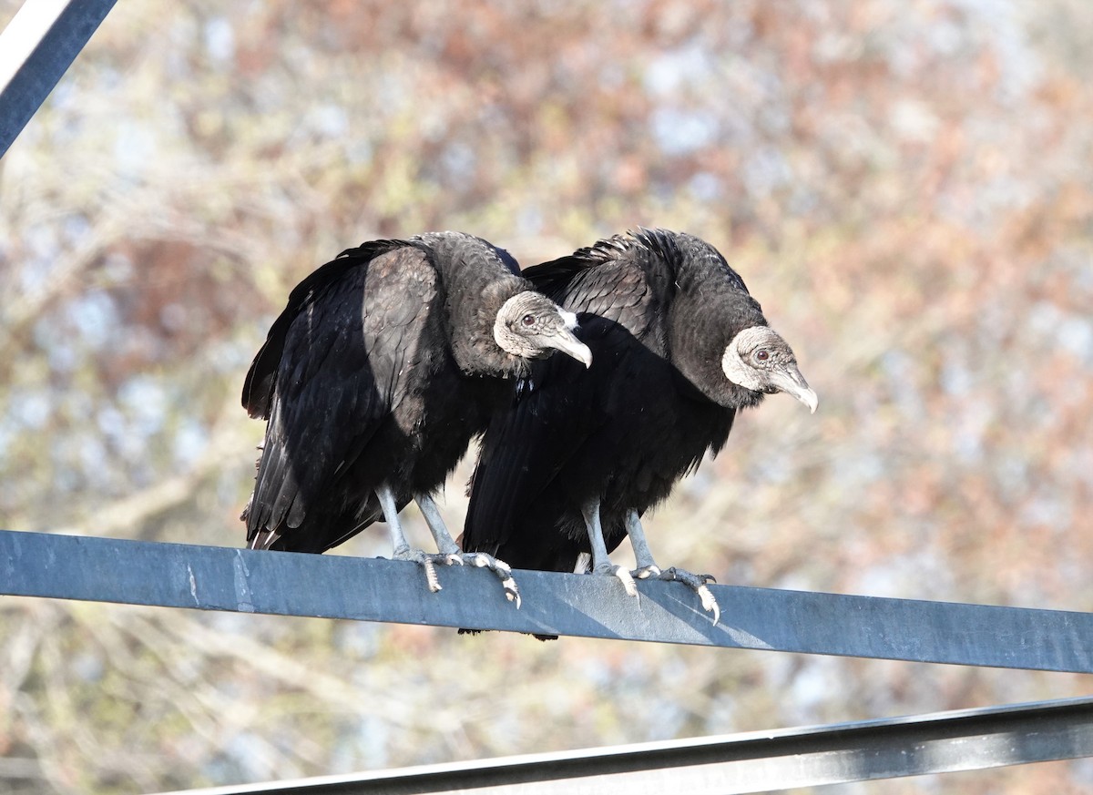 Black Vulture - ML431901221