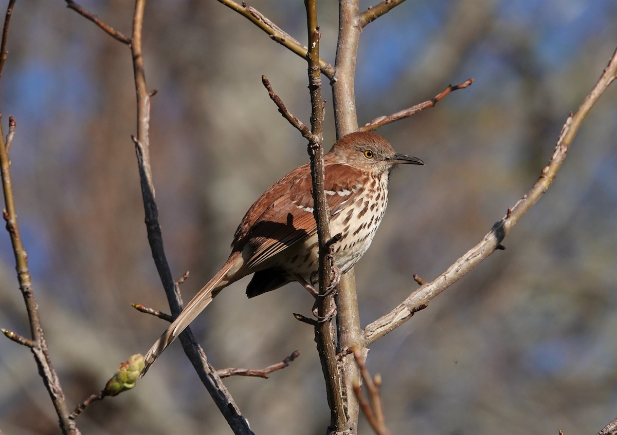 Brown Thrasher - ML431901281