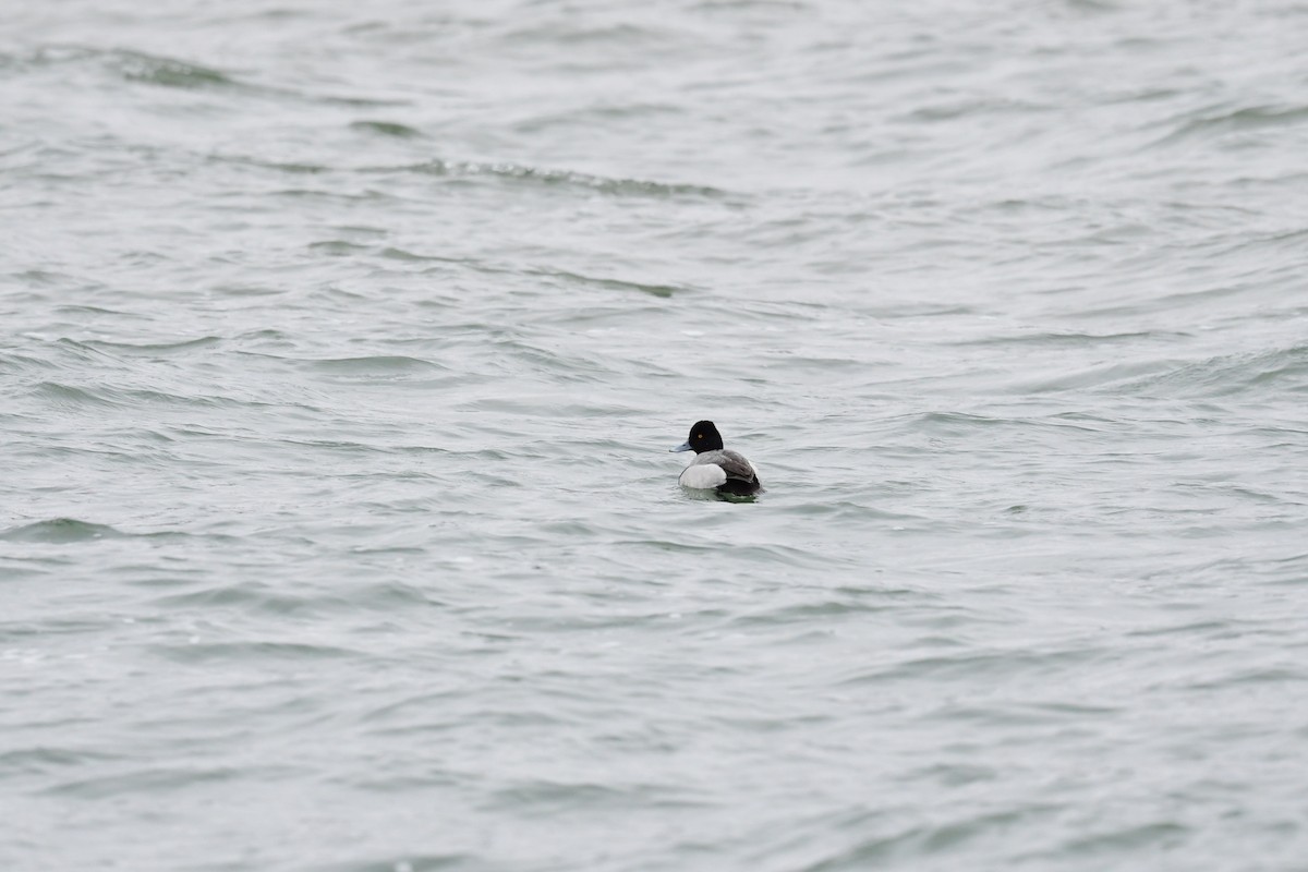 Lesser Scaup - ML431902701