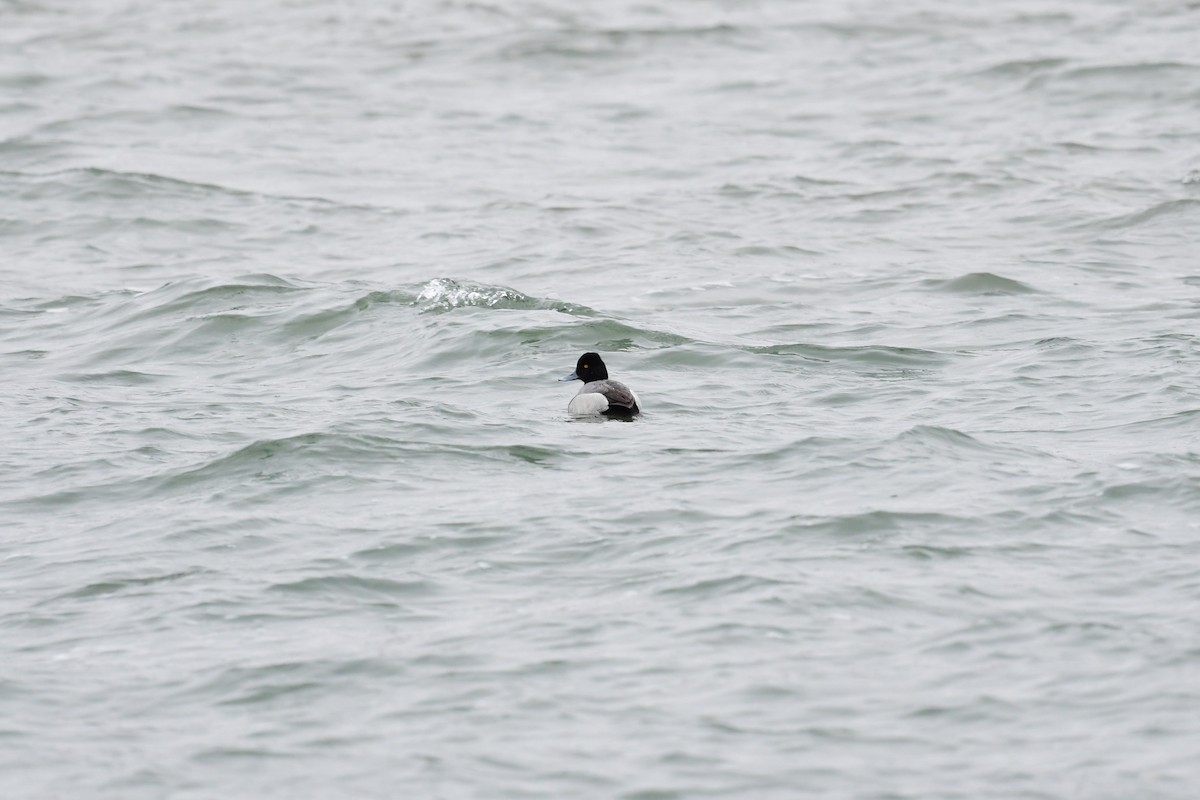 Lesser Scaup - ML431902771