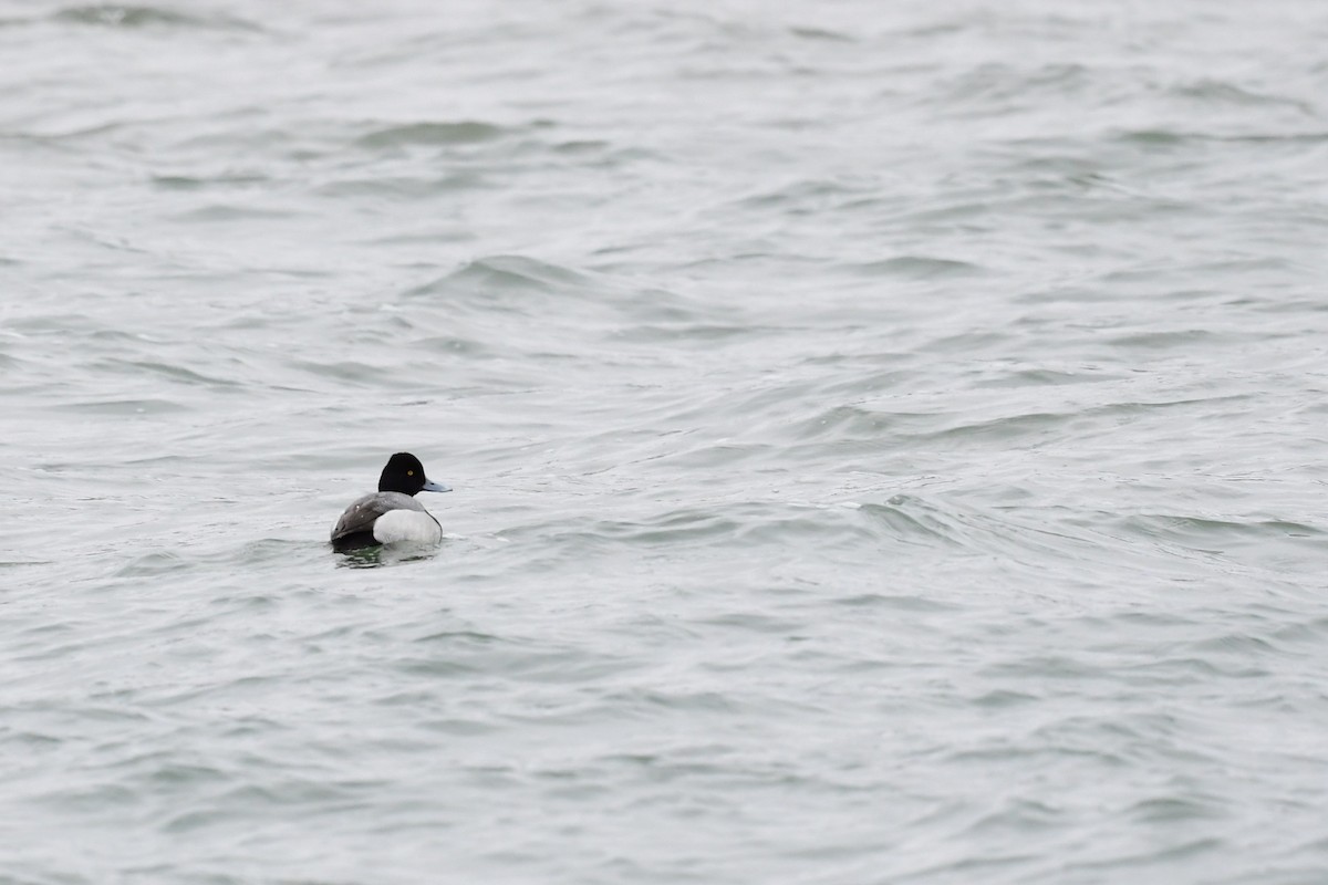 Lesser Scaup - ML431902901