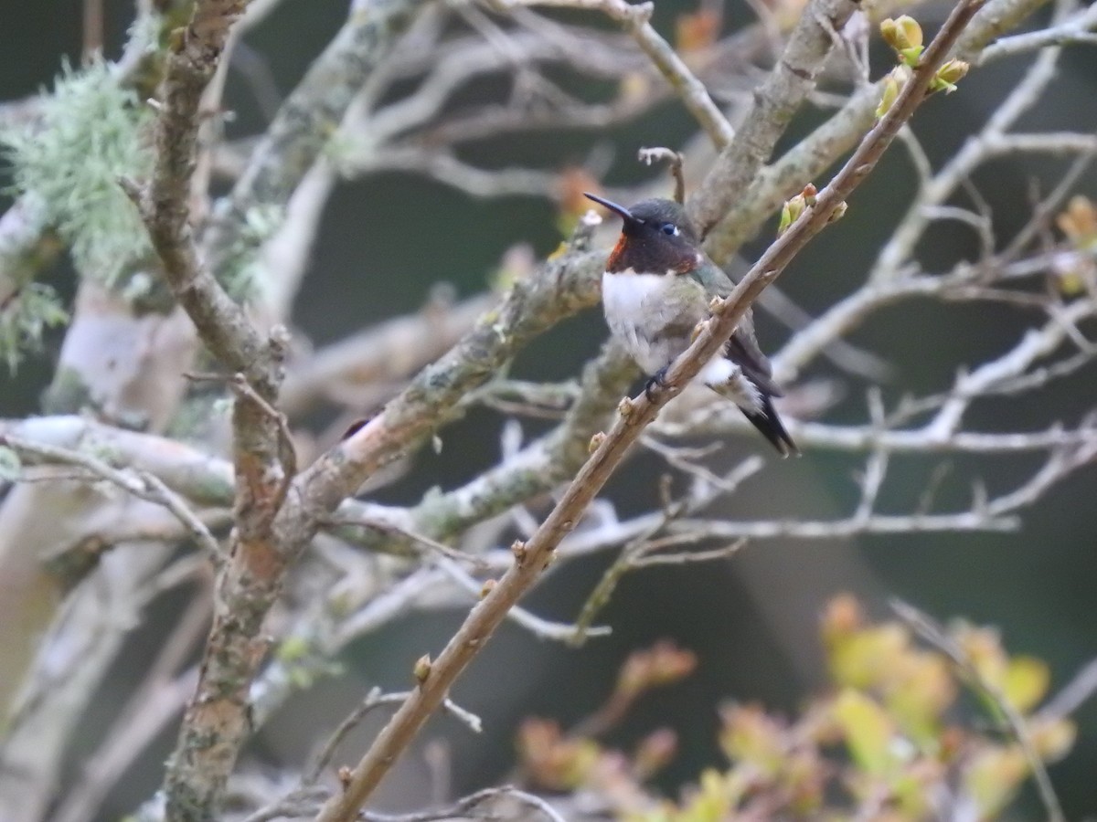 Ruby-throated Hummingbird - ML431904321