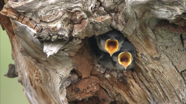 Tree Swallow - ML431905