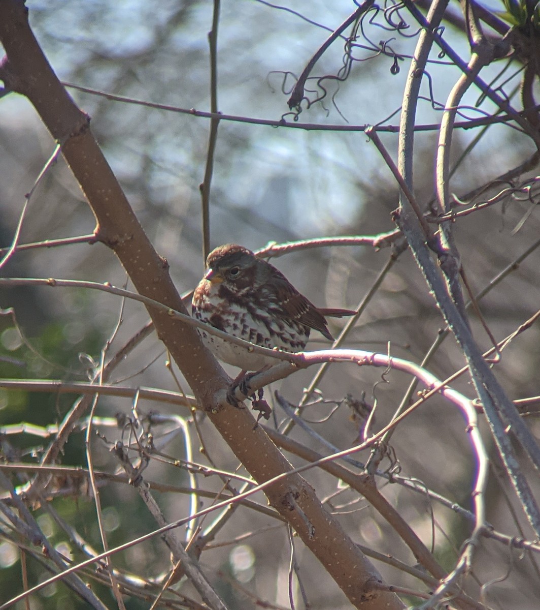 Fox Sparrow - ML431905431