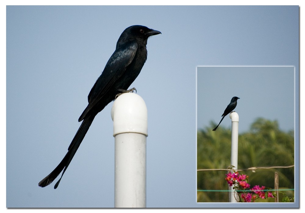 Black Drongo - Ariful Haque