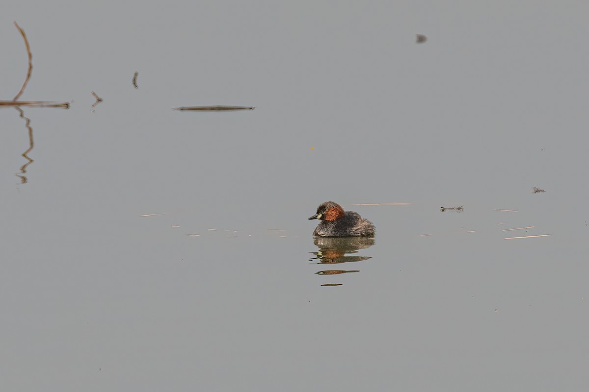 Little Grebe - ML431906941