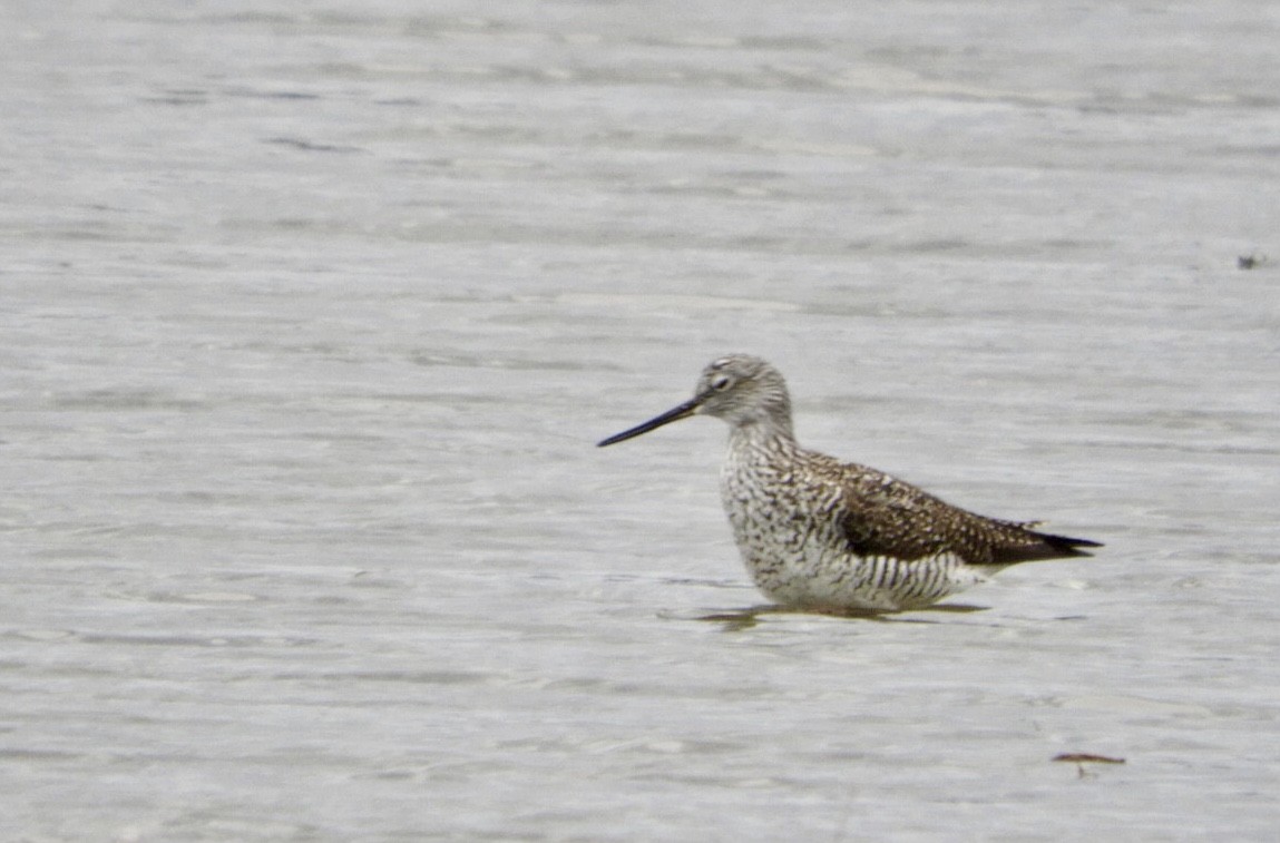 Greater Yellowlegs - Lois Rockhill