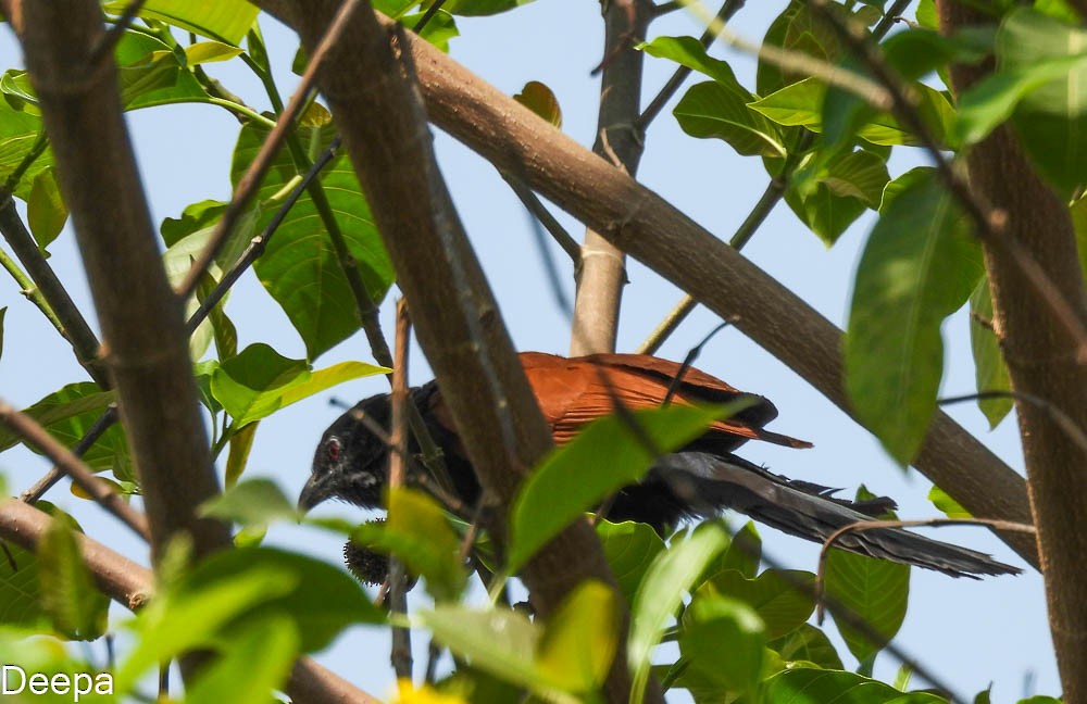Greater Coucal (Greater) - ML431908031